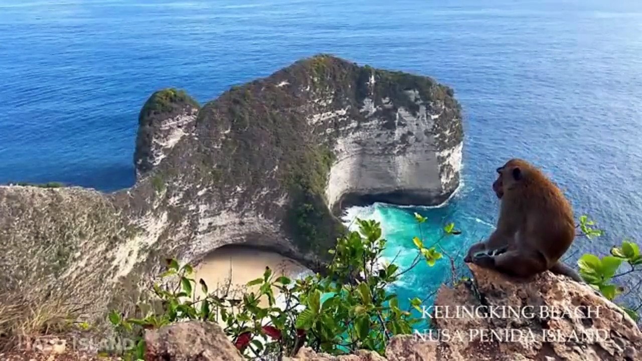 WILD INDONESIA