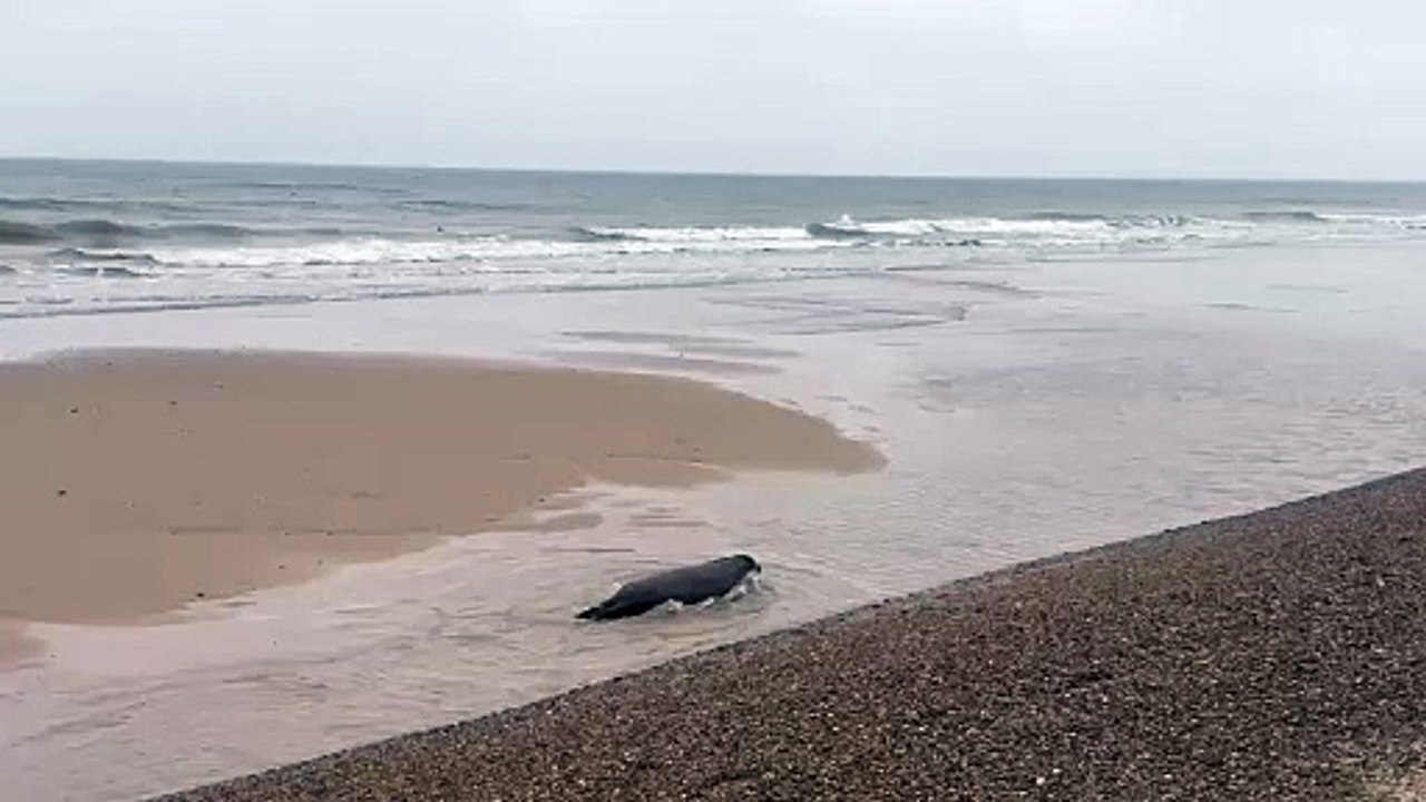 Seals from River Nene in Peterborough re-released in Norfolk