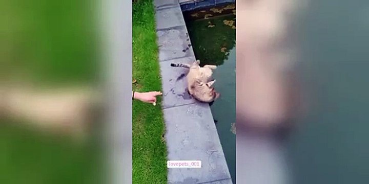 Funny cats