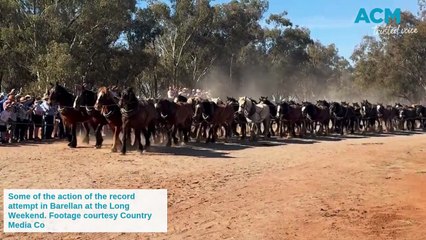 Barellan Records Big Win During Long Weekend 🏆