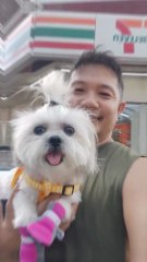 🔴 MORNING EXERCISE WITH PICKLES #shihtzu