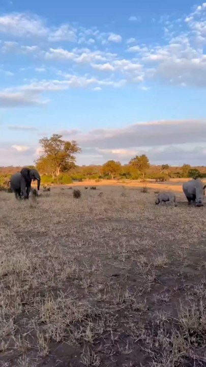 Elephant baby vs Rhino baby you won't believe what happens next 😂
