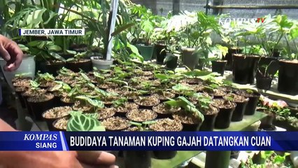Kisah Pemuda di Jember Raup Cuan dari Budidaya Tanaman Hias Kuping Gajah | KOMPAS SIANG