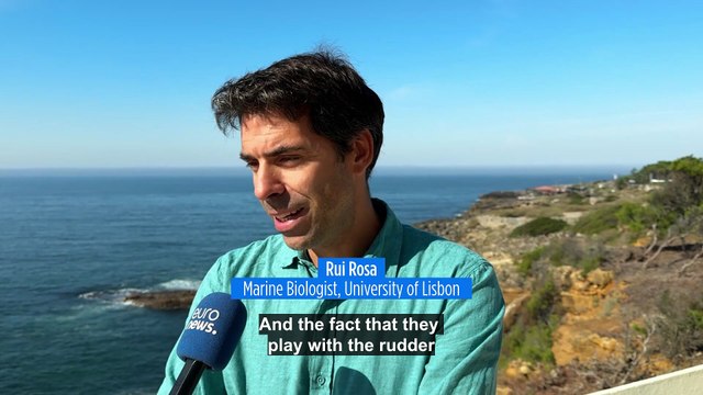 Incidents between orcas and boats off the Portuguese coast continue to rise. What's behind them?