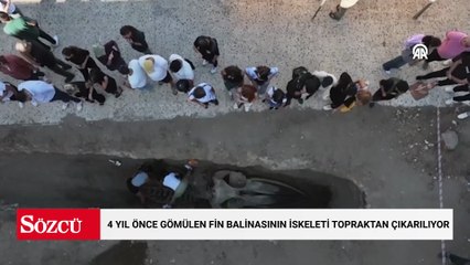 4 yıl önce gömülen Fin balinasının iskeleti topraktan çıkarılıyor