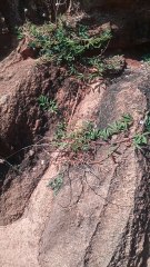 Beautiful flower called Mimosa Pudica.