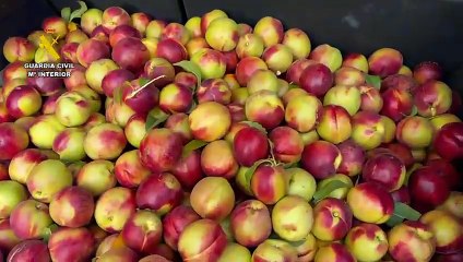 Investigado por robar 140 kilos de nectarinas en La Rioja