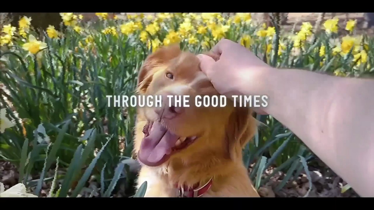 GOOD BOY Official Trailer (2025)