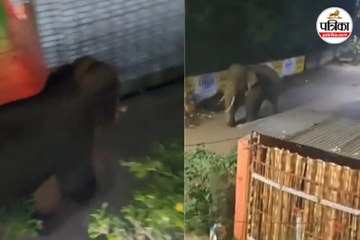 शहर में अचानक घुसा दंतैल हाथी
