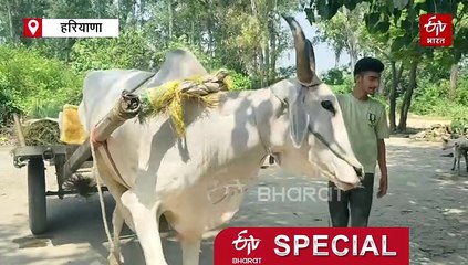 हरियाणा में चल रही अंग्रेज़ों के जमाने की पनचक्की, "न्यूट्रिशन" से भरपूर आटा लेने के लिए लोगों में होड़