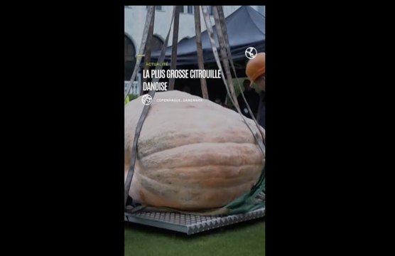 La plus grosse citrouille danoise couronnée à Copenhague