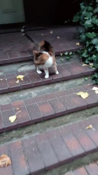 My Cat Is Literally Leading Me Home 😻🐾 She’s the Boss! #shorts #cat #funny #funnycats #viralcats #cute #foryou