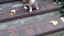 My Cat Is Literally Leading Me Home 😻🐾 She’s the Boss! #shorts #cat #funny #funnycats #viralcats #cute #foryou