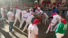 Toro de manto en Arnedo
