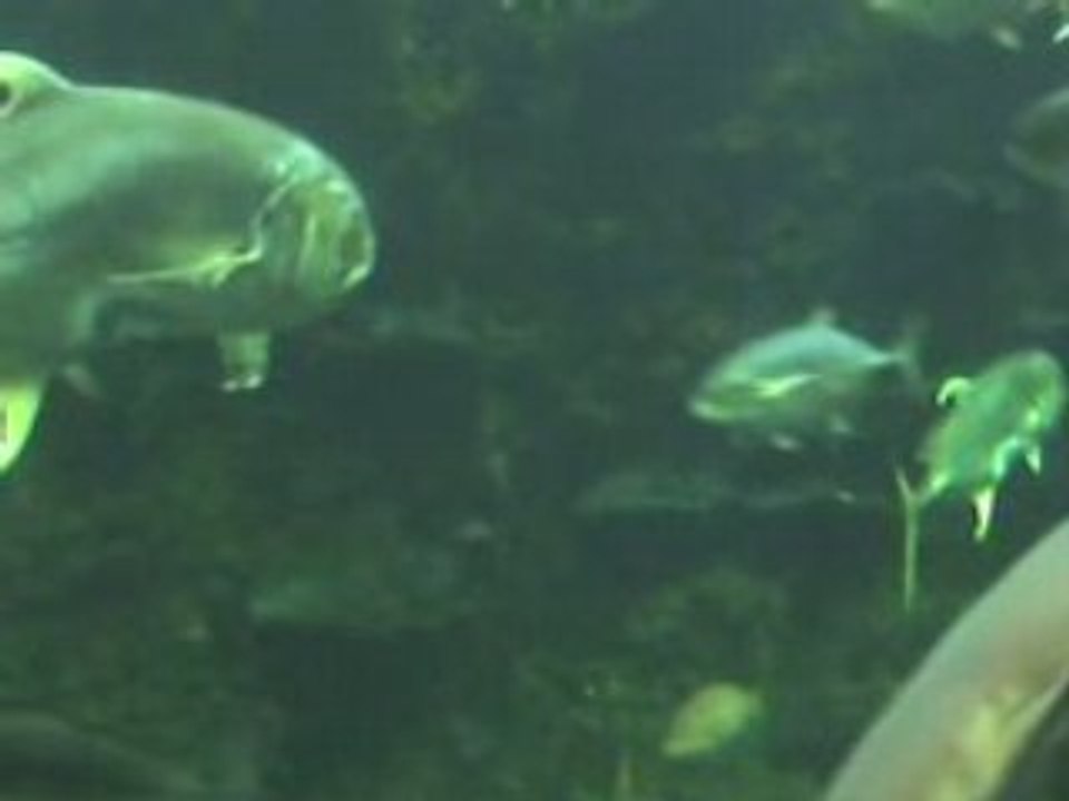 Requins 002
