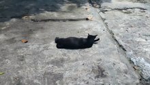 Pregnant Black Stray Cat Enjoying a Sunny Day | Sunbathing time | Black cat