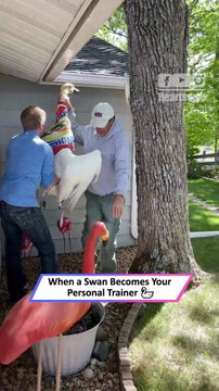 Woman Gets Chased by an Angry Swan 😱🦢|| Heartsome 💖
