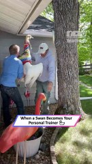 Woman Gets Chased by an Angry Swan 😱🦢|| Heartsome 💖