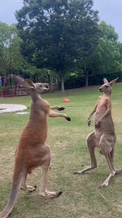 Australian Male Kangaroos