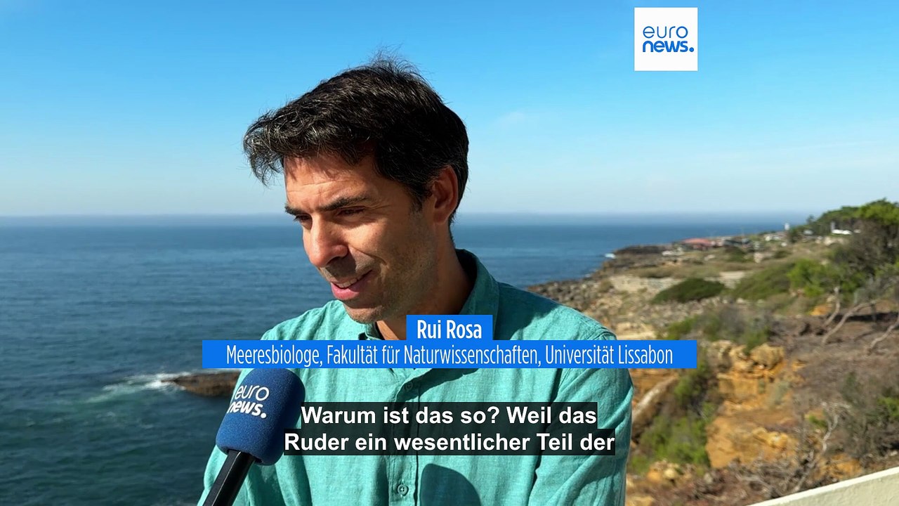 Greifen Orcas Schiffe vor der Küste Portugals an, oder wollen sie nur spielen?