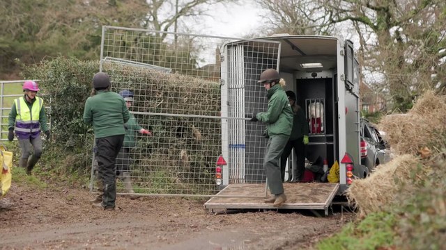 Icelandic horses rescued by charities including Mare and Foal Sanctuary