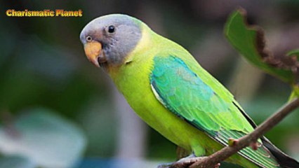 Plum Headed Parrot Voice Female