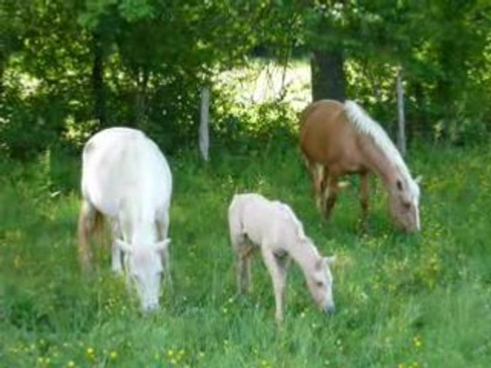 Palomino2008 227