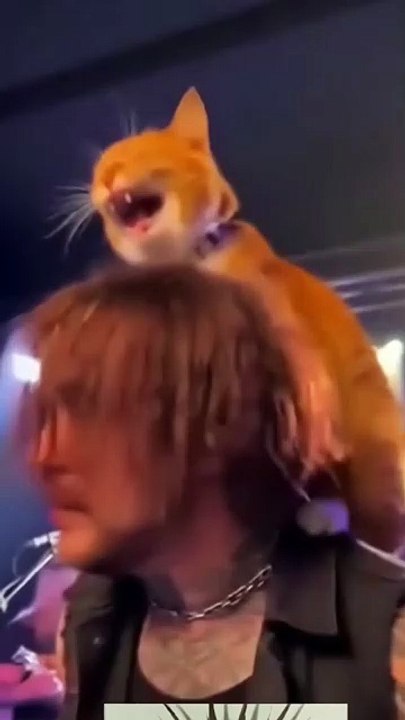 cats rock