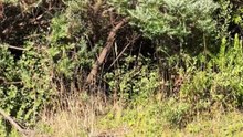 Australian wildlife