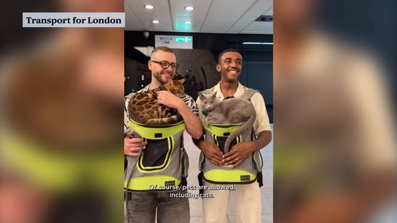TfL Posts 'Disturbing' Social Media Video Showing Cats On The Elizabeth Line