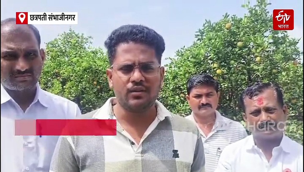 अतिवृष्टीमुळं पैठणच्या मोसंबी बागांना फटका; शेतकरी आर्थिक संकटात, आत्महत्या वाढल्या