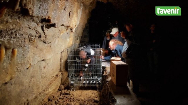 La cave à vin naturelle : 500 bouteilles du domaine Lamsoul reposent dans les Grottes de Hotton