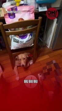 Biu Biu Biu chọc chó và cái kết