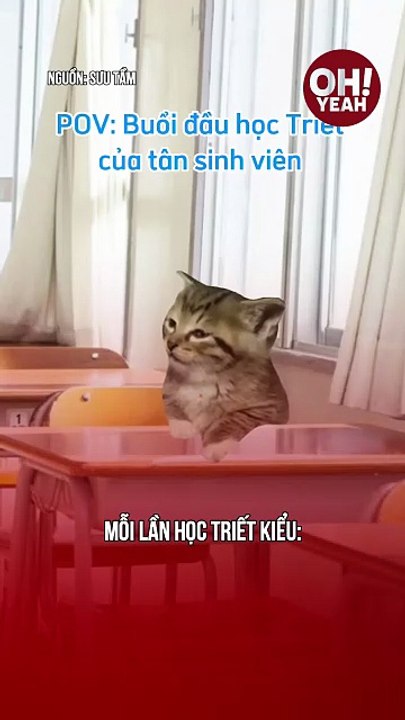 mèo học triết kiểu