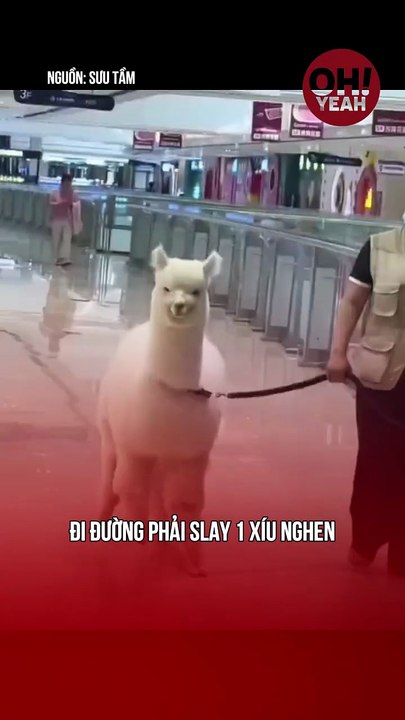 Lạc đà xoạc