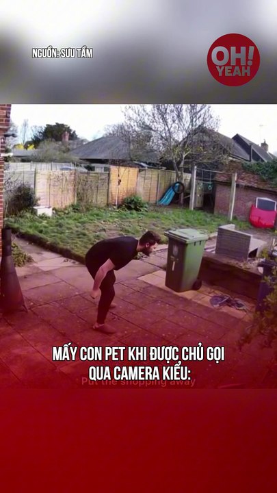 mèo cam thật đáng yêu