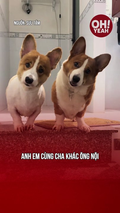 Sinh đôi dễ thương ghê chời