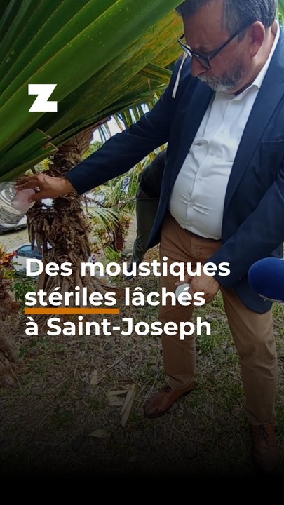 Des moustiques stériles lâchés à Saint-Joseph