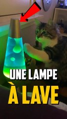 COMMENT FONCTIONNE LES LAMPES À LAVE ?