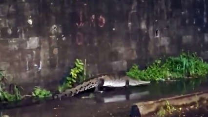 ext-cocodrilo-se-pasea-por-aceras-de-puntarenas-071025