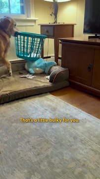 Duke, o cão que rouba objetos estranhos