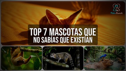 Top 7 Mascotas Exóticas que No Sabías que Existían