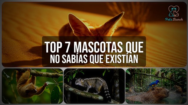 Top 7 Mascotas Exóticas que No Sabías que Existían