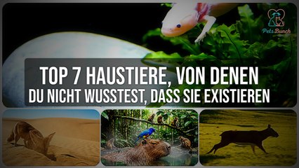 Top 7 Haustiere, von denen du nicht wusstest, dass sie existieren