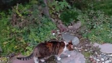 After a Long Day Out… She Knows Where Home Is 🐾#shorts #cat #funny #funnycats #comeback #viralcats #cute #catlovers #fyp #home