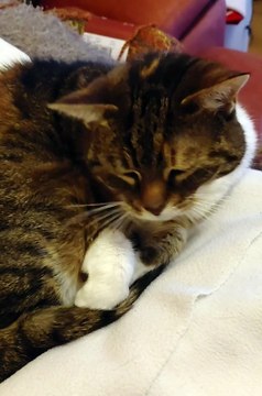 Day is Almost Over... and My Cat Already Knows It 😴🐾 #shorts #cat #cats #funny #funnycats #animals #viralcats #cute #cutecats #goodnight #fyp