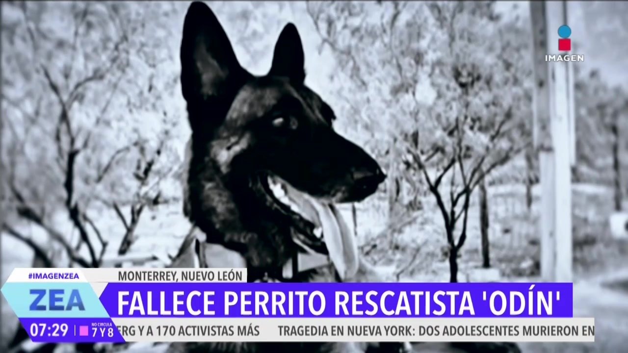 Fallece “Odín” el perrito rescatista de Protección Civil K9 de Nuevo León