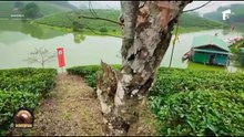 Asia Express Sezonul 8 Episodul 19 din 7 Octombrie 2025 partea 2
