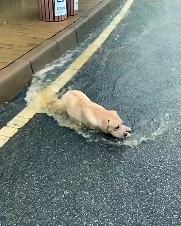 And for some it's happiness 😊🐶