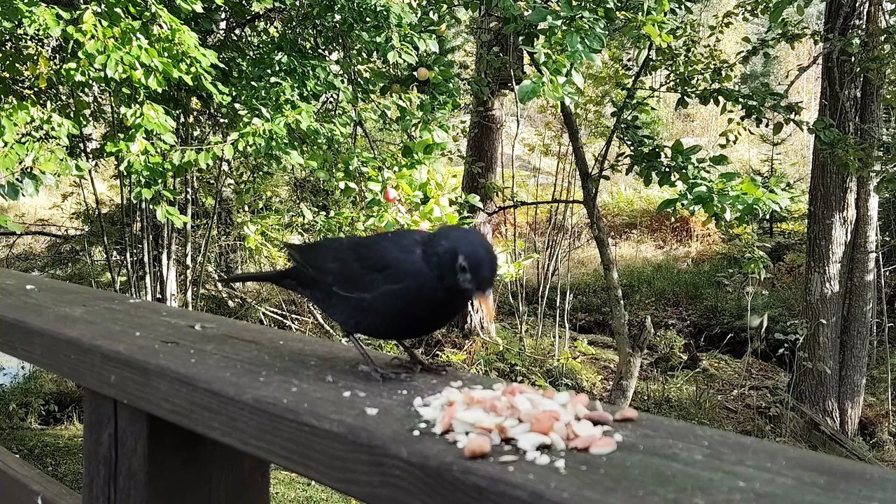Blackbird and Other North European Birds Feeding